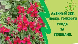 🌸Львиный зев. Посев,  тонкости ухода за сеянцами.