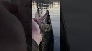 Let ‘em go and let ‘em grow! Incredible Canadian walleye! #catchandrelease #walleye #walleyefishing