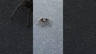 Massive tarantula walking down the road