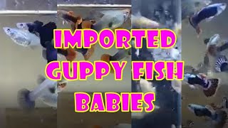 #V0092 Imported Guppy fish babies #guppy