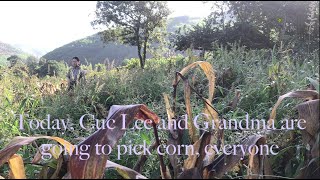 New - Today, Cuc Lee and Grandma are going to pick corn, everyone II 2k