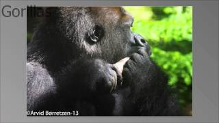 Gorillas in Loro Parc Nov 2013