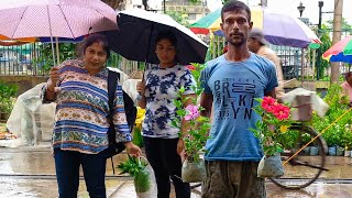 26 May Morning Visit Galiff Street Flower Plants Market | Hibiscus Jasmine Bougainvillea Rongoon