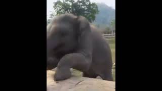 Baby Elephant enjoying play#shorts