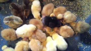 Pui de gaina de 3 zile / Raising small chicks