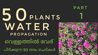 50 type plants water propagation || വെള്ളത്തിൽ വേര് പിടിക്കുന്ന 50 തരം ചെടികൾ