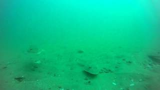 Fish Camera, Flat head, sharks, rays Tasmania