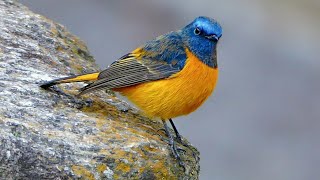 10 most beautiful birds on the planet : exotic and stunning birds in world:Feel peace and calmness