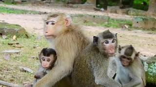 Very Impressive..! Very sweet Family Monkey Are Meeting, It Look So Warm Monkey.