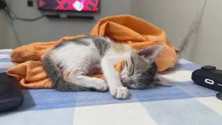 Copy of cutest kitten sleeping