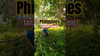 Lanzones farming in Philippines, amazing lanzones #agriculture #fruitfarmer #food #fruitcultivation