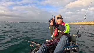 Kayaking lures fishing for skippy and squid at Mangles Bay