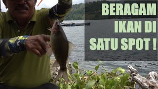 Empat Jenis Ikan Dari 1 Spot