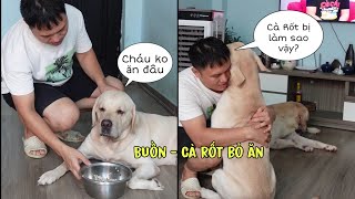 Cà Rốt bị bệnh lạ, bỏ ăn bỏ uống...Nô nên làm gì đây?