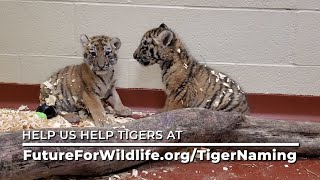 Tiger Cubs Naming Announcement