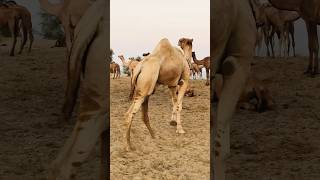 The camel is furious in winter#shorts #shortvideo  #youtubeshorts