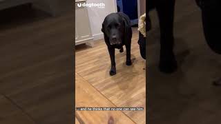 Sneaky Dogg TIPTOES Back into Room After Being Sent to Bed || Dogtooth Media