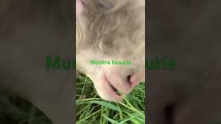 For Mundra lovers 🐑#viral#youtubeshorts #shortsviral#shorts