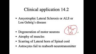 Bio4_Mod8_Ch14_Spinal nerves7