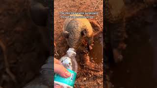 Man saves armadillos mate and becomes a work companion 🥺