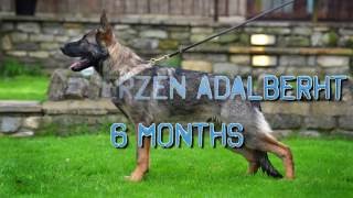 Wolfherzen,s Adalberht GSD 6 months old puppy IPO Schutzhund dog training