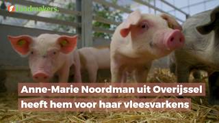 Een binnentuin voor varkens?