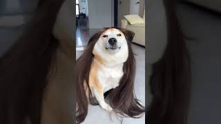 The WIG Looks Good On This Dog! 😂