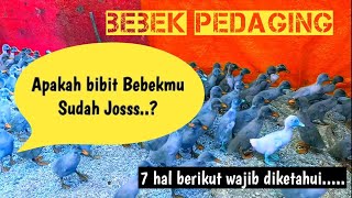 Cara memilih bibit bebek pedaging yang baik dan cepat besar. #bebekpedaging #peternakpemula