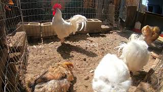 Chickens Enjoying The Sun And Dirt Bath Hens Roosters!