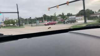 Bee hitches a ride on my windshield!