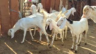 Breeding setup. Ful quality sojat haydrabadi caros female/Ful pink goats/Pipar ki female/ sojat