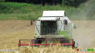 Búza aratás/Wheat harvest 2019 /Bakonyi&Agrofiúk/