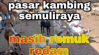 Harga kambing semakin remuk redam ll pasar kambing semuliraya