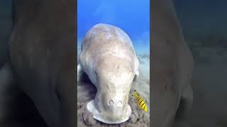 Dugong eating #sea #relaxing #eating #ocean #shorts