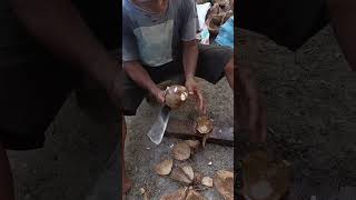 Kelapa kentos kecil❗#shorts #short #kelapa #coconut #skill #skills #farmer #petani #papa #family