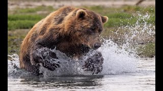 Brown Bears of the Alaska Peninsula