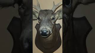 100 Year Old Deer Head Taxidermy