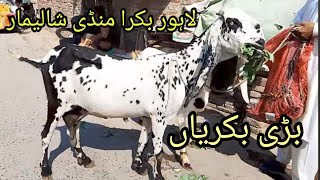 Bakra Mandi Shalimar Bagh Sunday update Lahore Pakistan