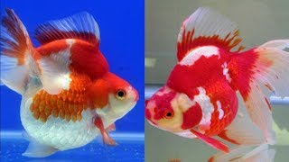 Ikan Mas Koki RYUKIN Goldfish