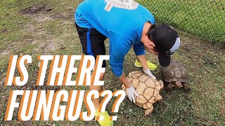 Tortoise Update at Timmy's!