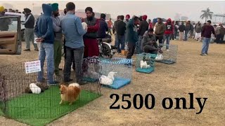 Cheapest dog Market of Punjab 2024 ! LATEST DOG PRICE LIST 😱