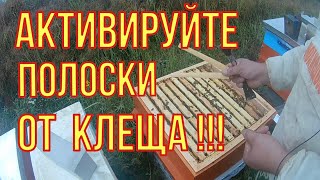 Как активировать полоски от клеща. Борьба с клещём варроа. Работы на пасеке.