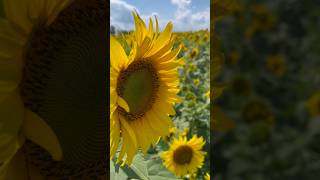 Beautiful Nature #shorts #sunflower #flowers #summer #yellow #eggs #lol