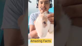 Rabbits Have a SECRET You Won't Believe! #shorts #facts #animals #marathi