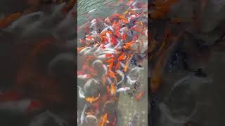 Fishing 🎣 🐠 in Aquarium   #trending #subscribe #viral #shortsvideo #shorts #🪢