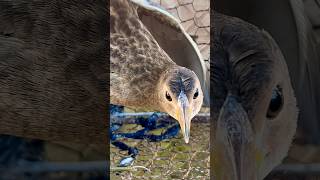 #Animals #bird #bittern. #birdslover #birdlovers