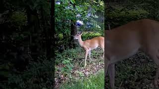 Deer is checking for ripen mulberries #mulberries #deer #shorts #short #trailcam #backyard #habitat