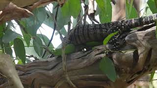 Lace Monitor