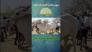 ongole bulls | Ongole gitta