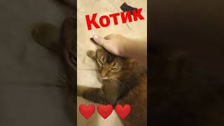 коооооооотик ❤️❤️❤️